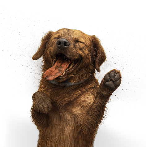 Simbia Let Pets Be Animals Dog