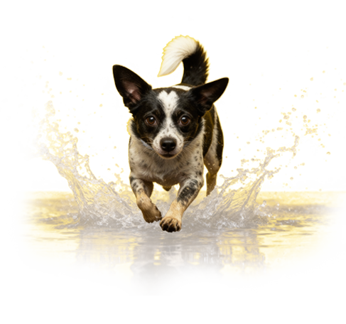 Simbia Let Pets Be Animals Dog